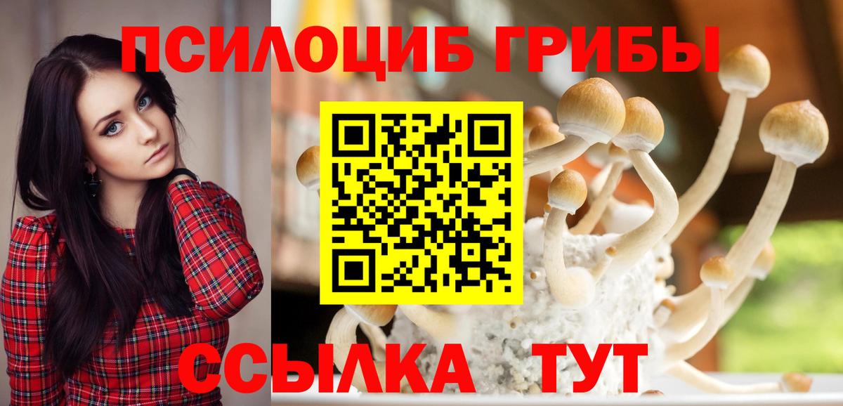 Псилоцибиновые грибы Cubensis Можга